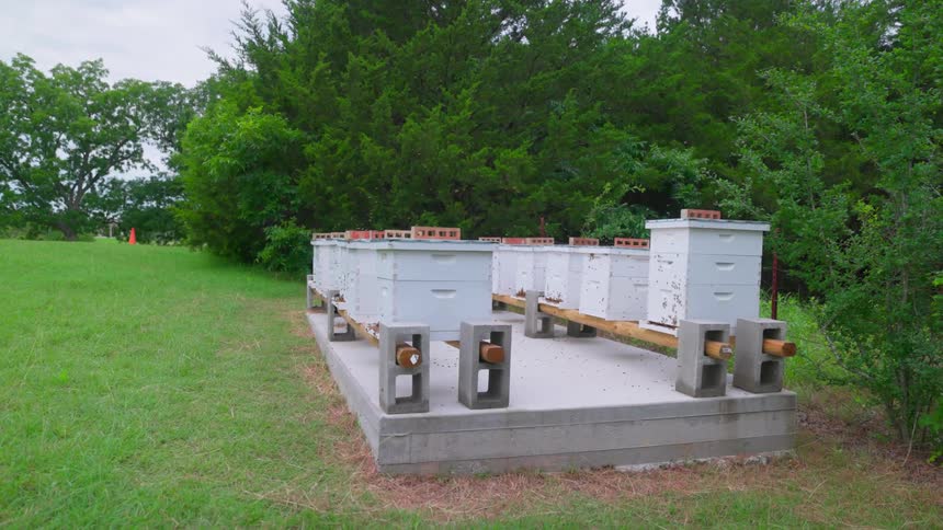 Bees flying around beehives set up outside on concrete blocks