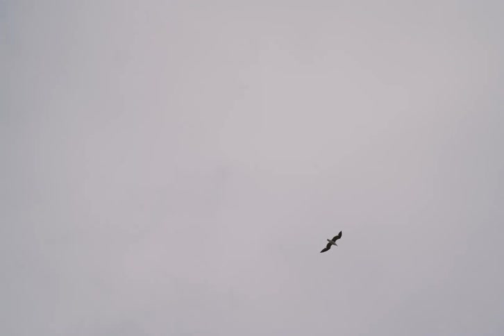 Bird flying across a cloudy sky