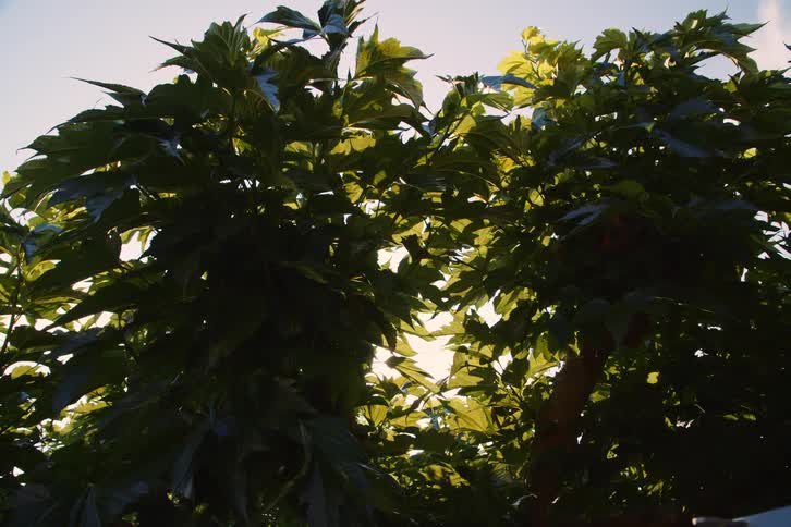 The sun shines through the branches