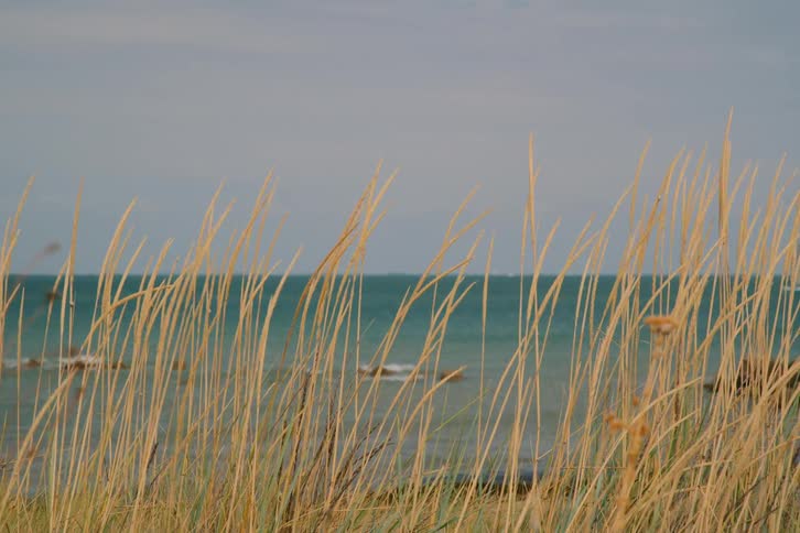 The wind is blowing the reeds on the beach