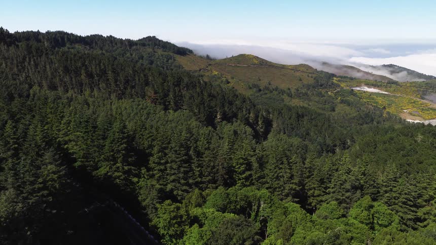 An aerial drone shot pans over a dense evergreen forest on a mountainside revealing a winding road below and a thick layer of white clouds resting over the distant ocean under a clear blue sky