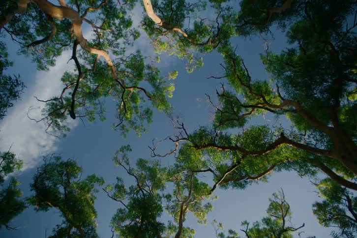 Green leaves on the tall trees in a grove contrast with a cloudy sky