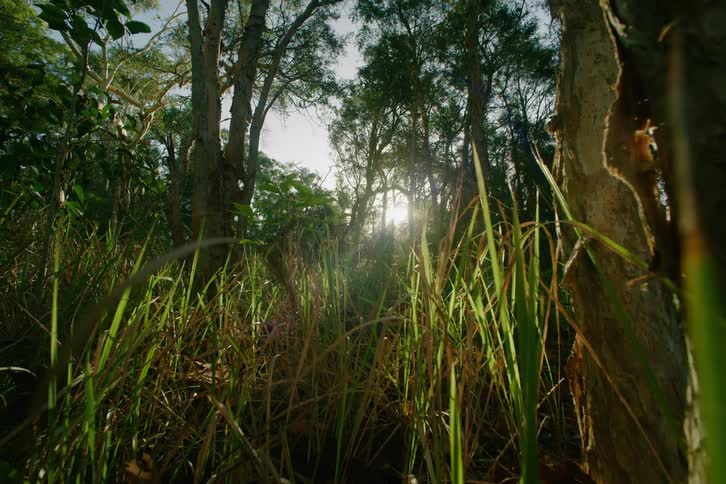 Some trees and grass in a forest