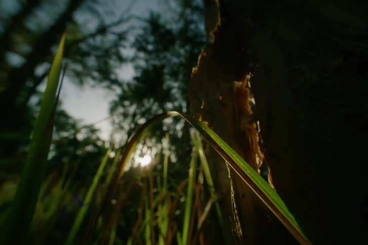 Grass lit by sun rays beneath trees in dense forest