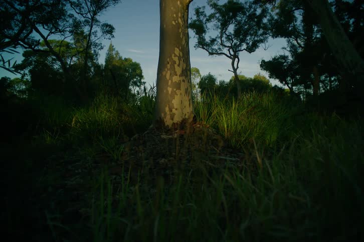 Tree in a natural field