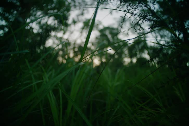 Grassy field surrounded by trees