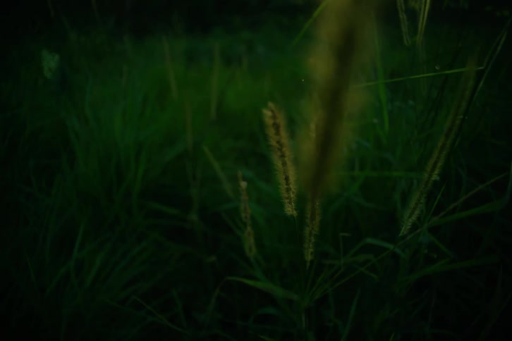Closeup of grass and green plants