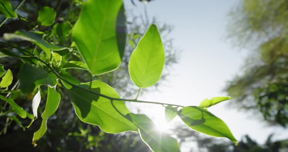 Sunlight shines through a thin branch of bright green leaves as the camera pans slightly upward toward the clear blue sky and a soft lens flare from the afternoon sun in a natural outdoor setting