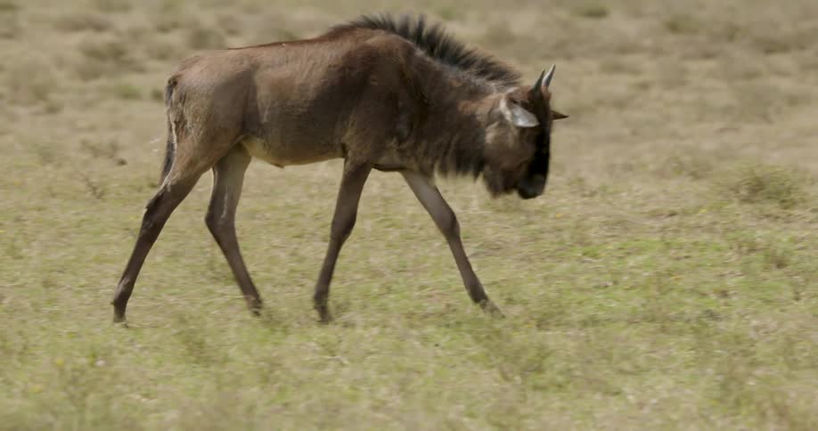 An wildebeest calf walks across a dry grassy savannah from left to right with a person in the foreground
