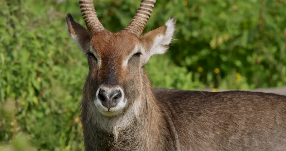 An waterbuck stands still outdoors looking directly toward the camera against a background of green bushes