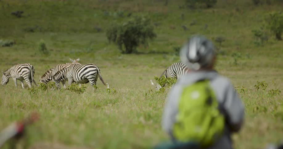 Person photographing zebras