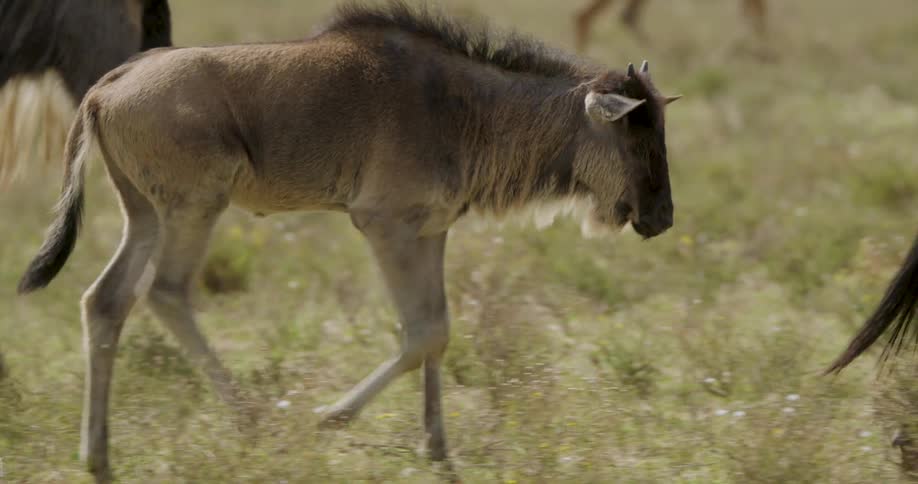A young wildebeest calf walks briskly through the tall grass of the savanna