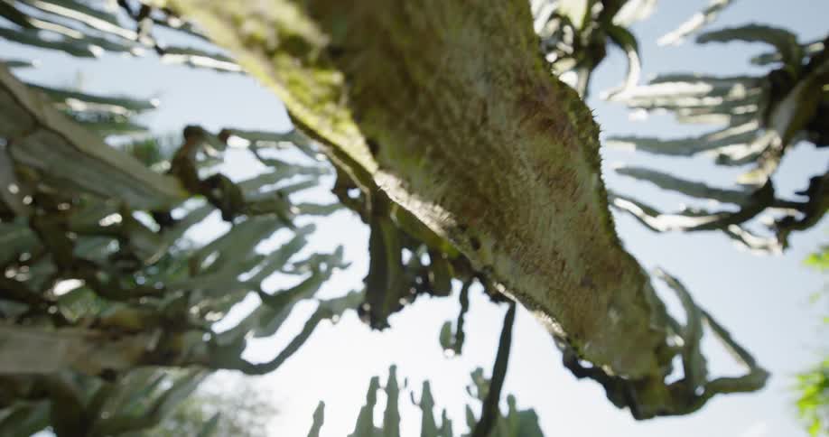 View looking up at cactus growing as the sun shines