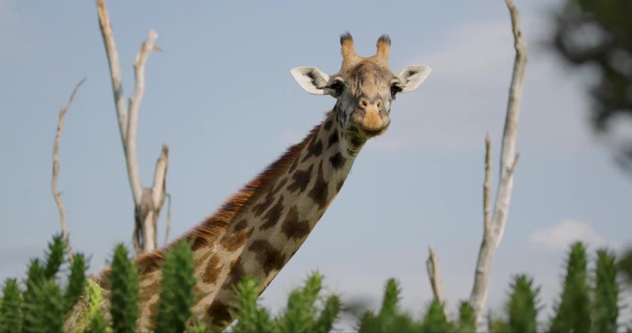 A giraffe stands behind green succulent plants and dry trees slowly turning its head to look directly into the camera and against a clear blue sky with light clouds