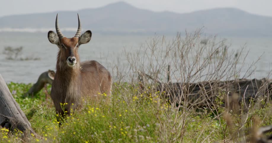 An antelope stands in a field of yellow wildflowers and tall grass by a lake while looking toward the camera against a backdrop of distant hills and a grey sky