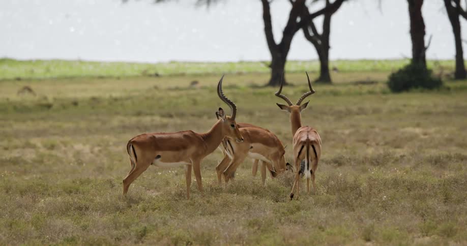 Group of antelopes with curved horns stands together in an open field