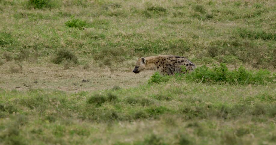 A hyena walking through green grass