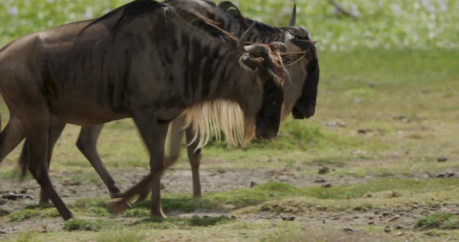 Two wildebeest walking on a grass field on a sunny day