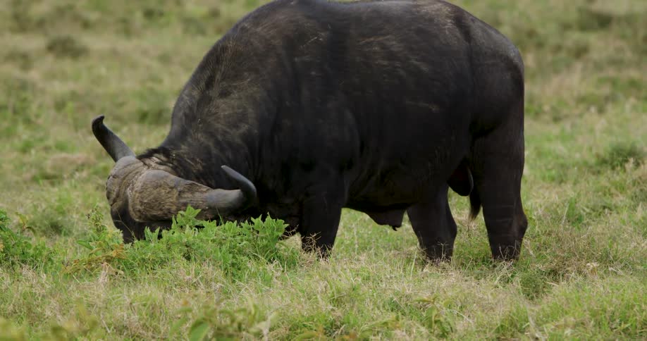 A closeup view shows a large black water buffalo with massive curved horns grazing on green grass in a vast open field