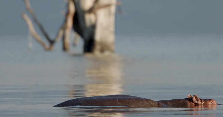 A hippopotamus floats peacefully in calm water as the camera pans right revealing its head and ears above the surface near a bleached skeletal tree trunk standing in the lake