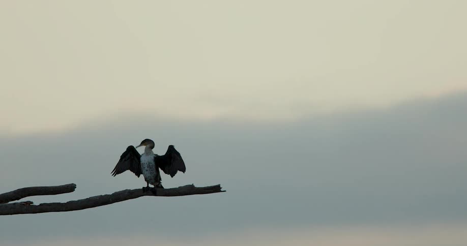 Bird perched on a branch with wings open against a cloudy sky