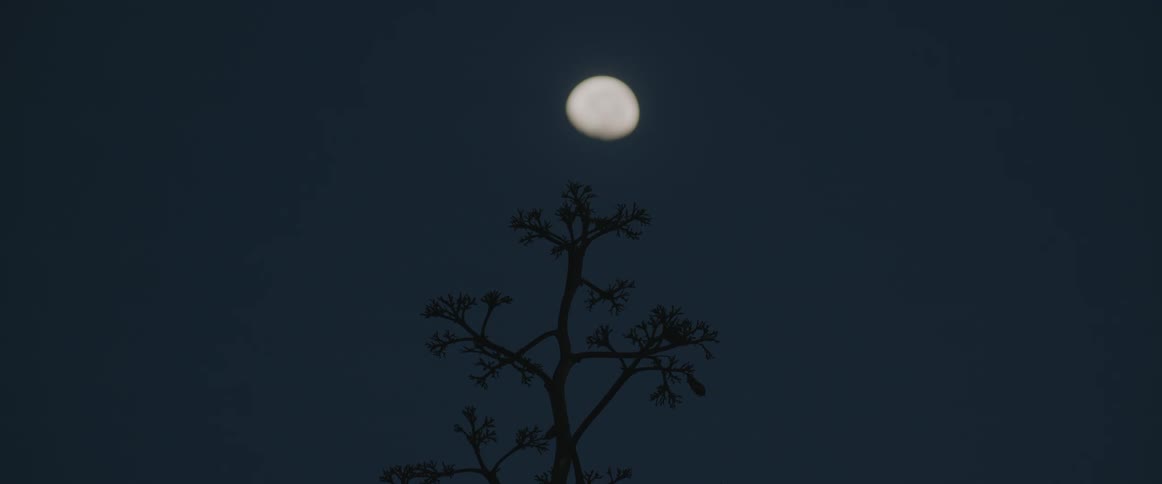 Moon glowing in the night sky above a tree