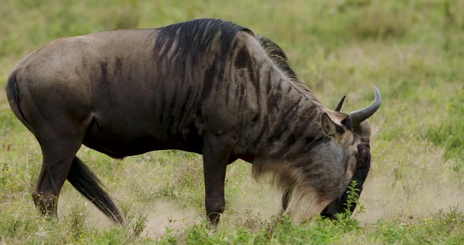 A large wildebeest stands in a green field and vigorously paws the dry ground with its front hoof creating a cloud of dust while grazing