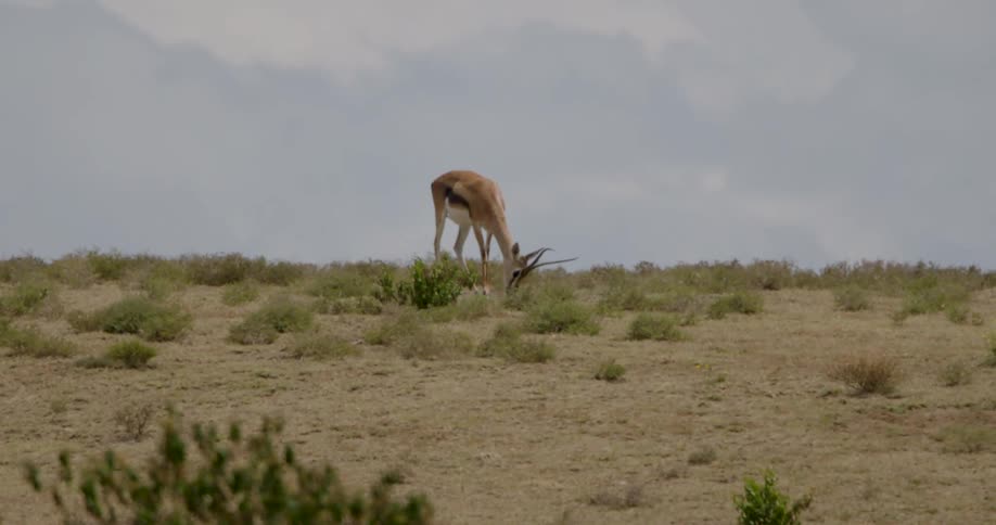 Antelope grazes in arid terrain on a cloudy day