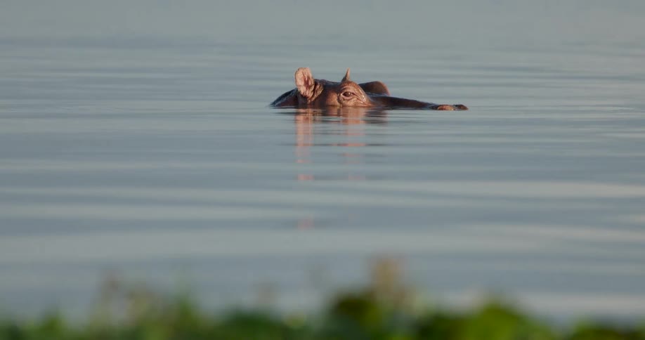 Hippopotamus floats partially submerged in the water during the daytime