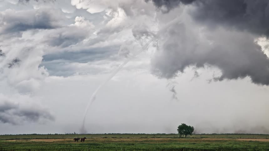 A thin landspout tornado descends from a dark storm cell over a flat green field where two horses stand near the horizon and a single tree sits to the right