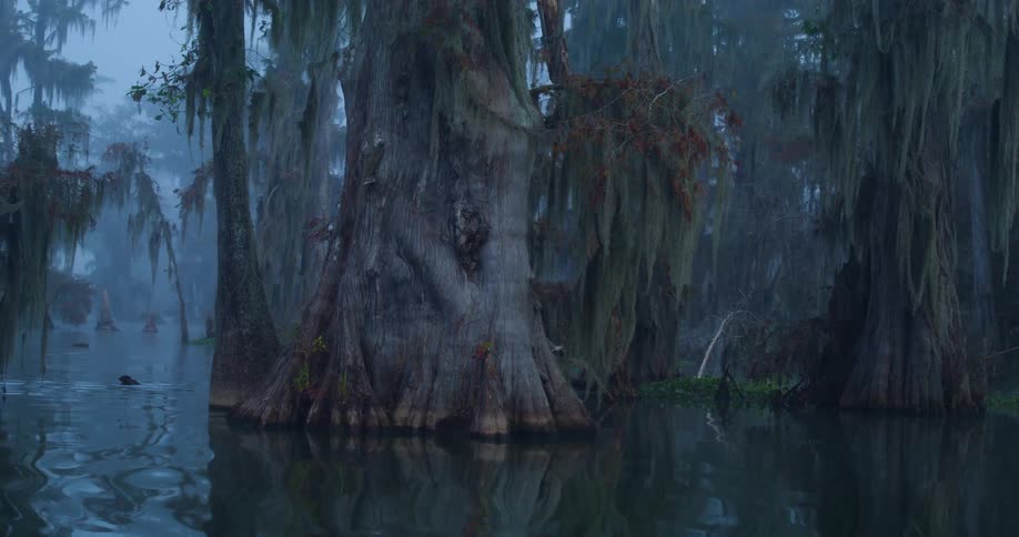 Cypress trees with flared bases in misty swamp hanging moss and still water