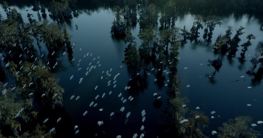 An aerial drone shot captures a large flock of white birds flying over a dark swamp filled with mosscovered cypress trees