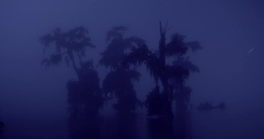 A view of a swamp outdoors at dusk