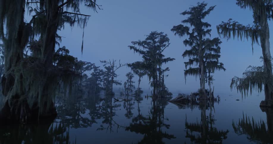 A view of trees growing out in a swamp