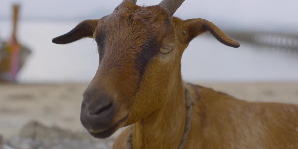 A goat standing on a beach