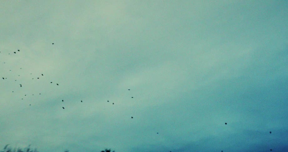 Birds flying against the cloudy sky