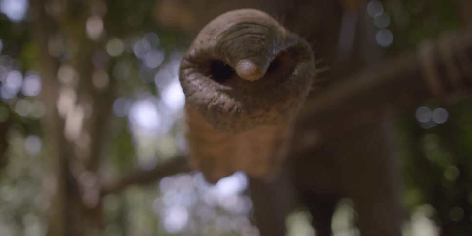 An elephant moves its trunk around