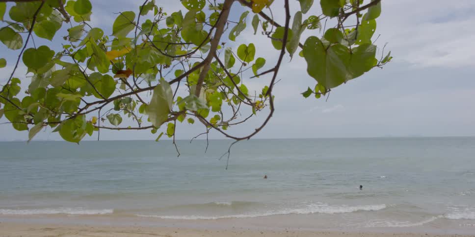 A tree near a beach