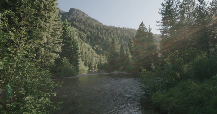 River surrounded by conifer forest with filtered sunlight