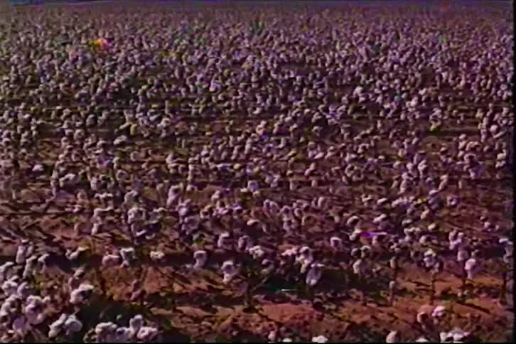 Vast field with rows of blooming cotton plants over reddish soil in largescale agricultural setting
