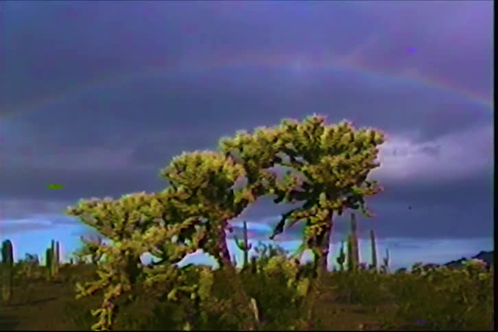 Dense vegetation tree in an arid landscape with a faint rainbow under a cloudy sky