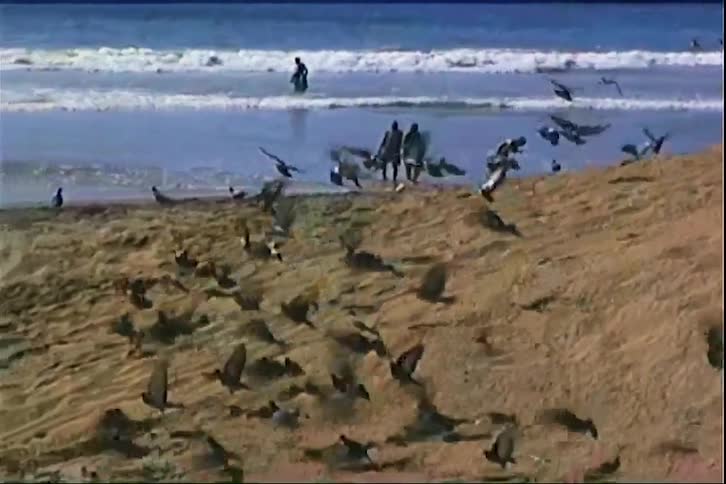 A series of seabirds flies around the beach as waves hit the shoreline at midday