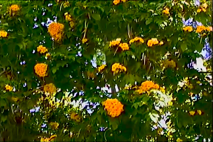 A view of some flowers on trees