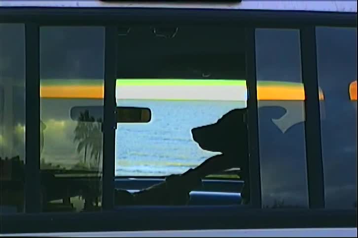 Dog inside a vehicle receiving affection from a person