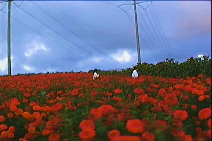A man and woman walk through a dense field of red flowers toward large electrical power towers under a cloudy blue sky