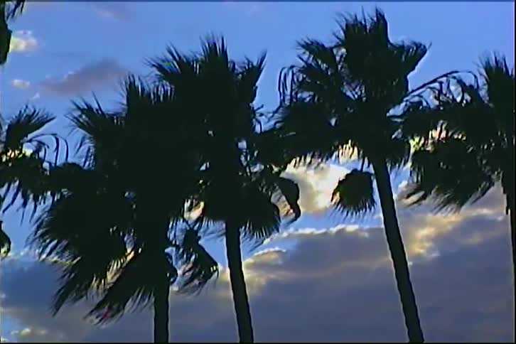 Silhouetted palm trees sway in the wind against a dramatic sunset sky