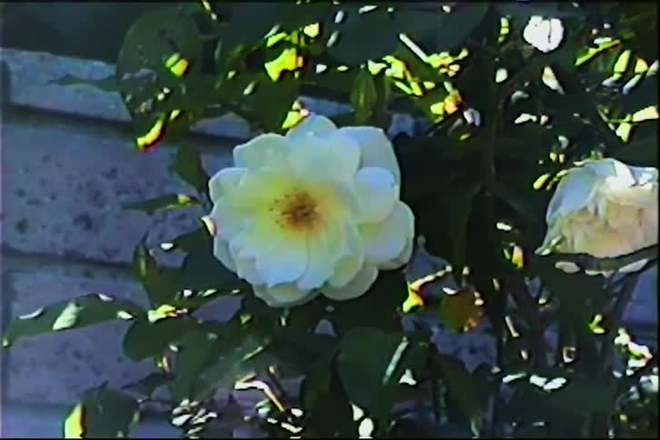A closeup shot of a white rose with a yellow center blooming on a bush in front of a lightcolored brick wall during a sunny day