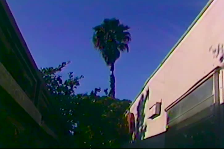 A tall palm tree is by the trailers