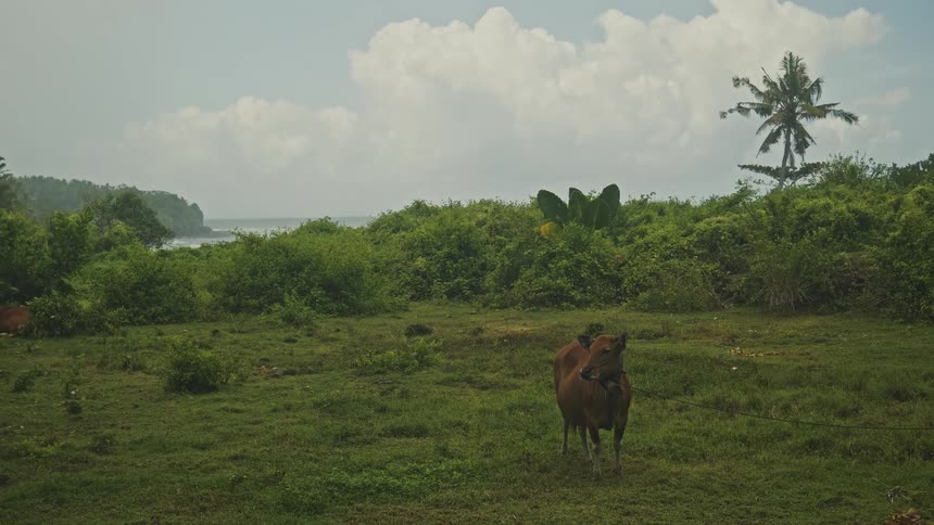 The cow is standing in the grass on the coast