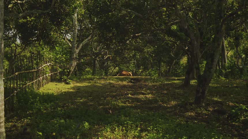 A horse rests on the ground in a sundrenched tropical grove surrounded by dense trees and a rustic wooden fence